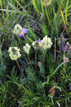 Image de Oxytropis kubanensis Leskov