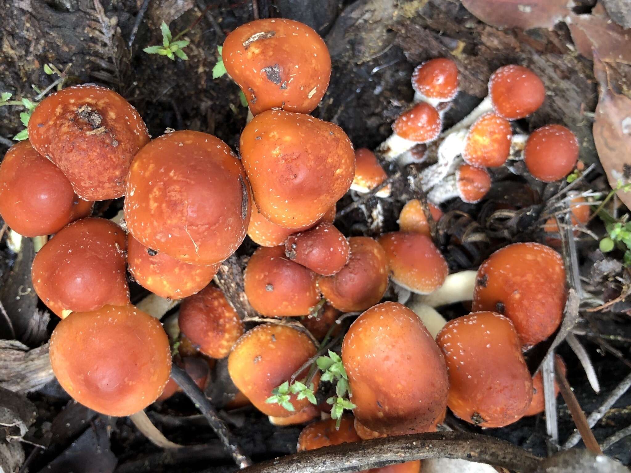 Image of Hypholoma australianum Redhead 2014