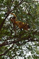 Image of Bolivian squirrel monkey