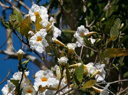 Image of Tabebuia cassinoides (Lam.) DC.