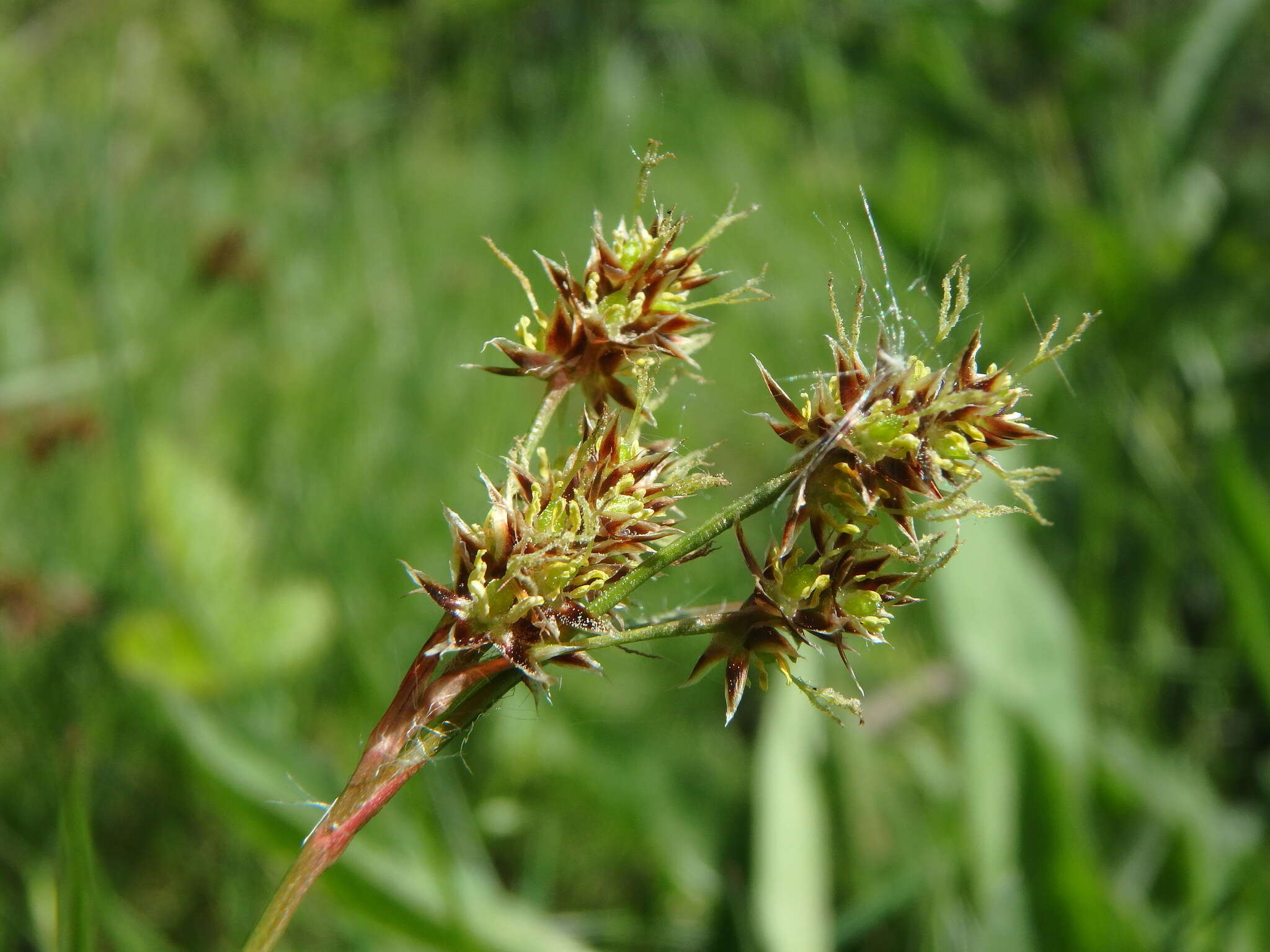 Image of field woodrush