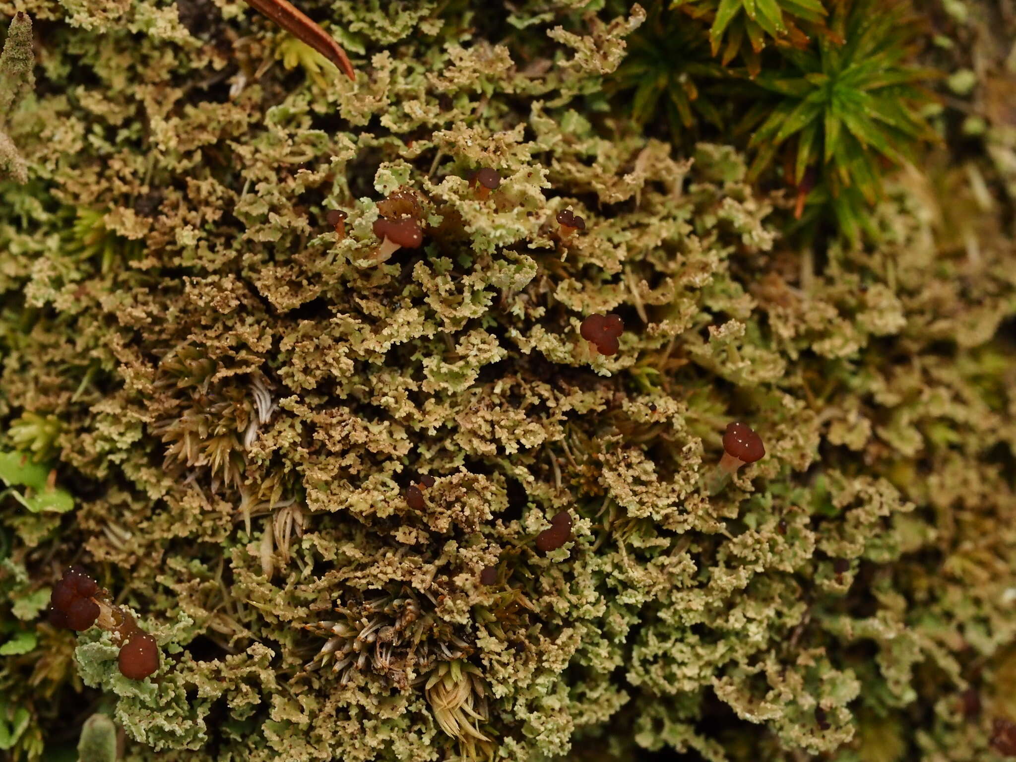 Image de Cladonia caespiticia (Pers.) Flörke