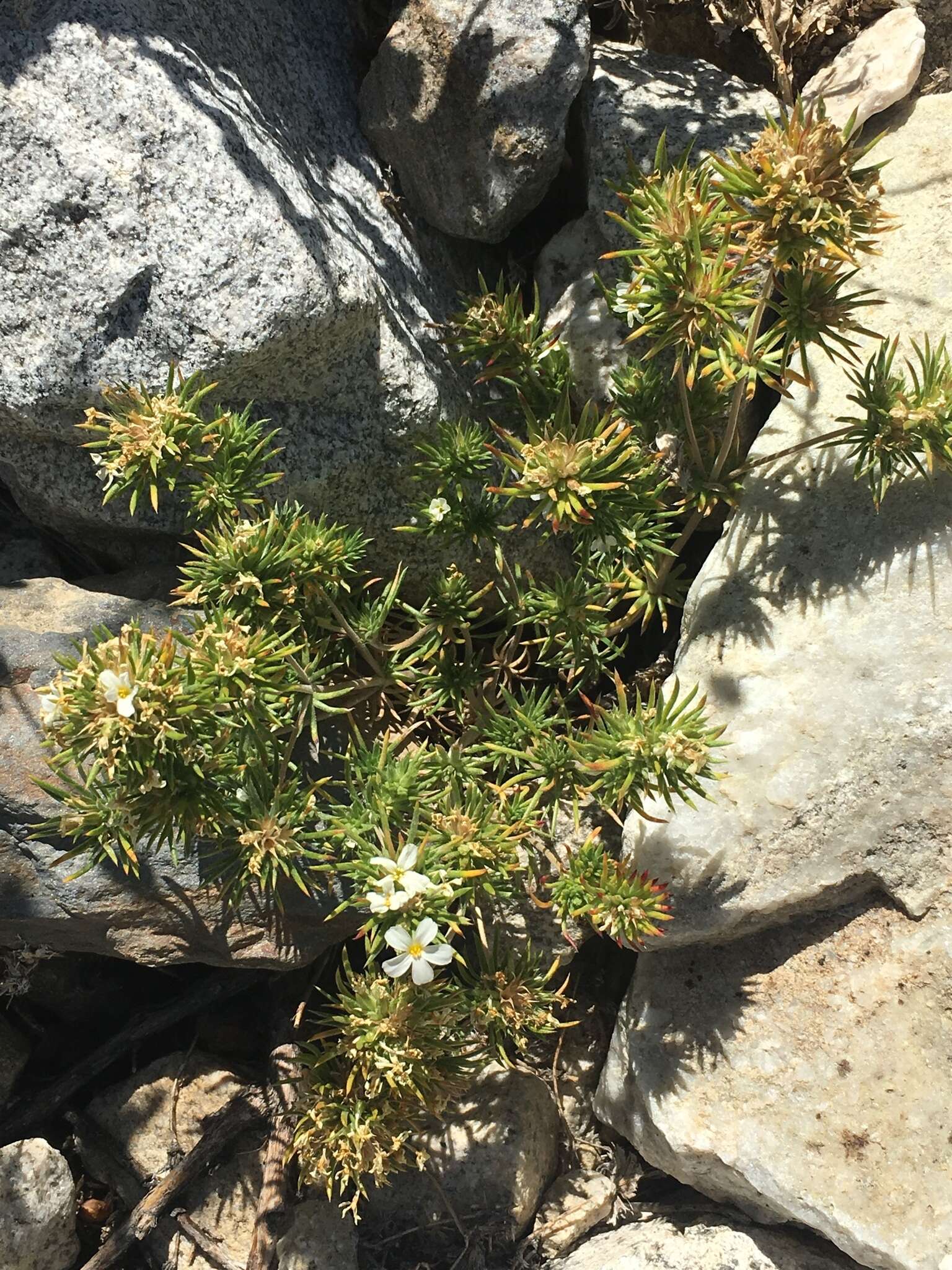 Image of Sierra linanthus