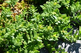 Image of seaside sandplant