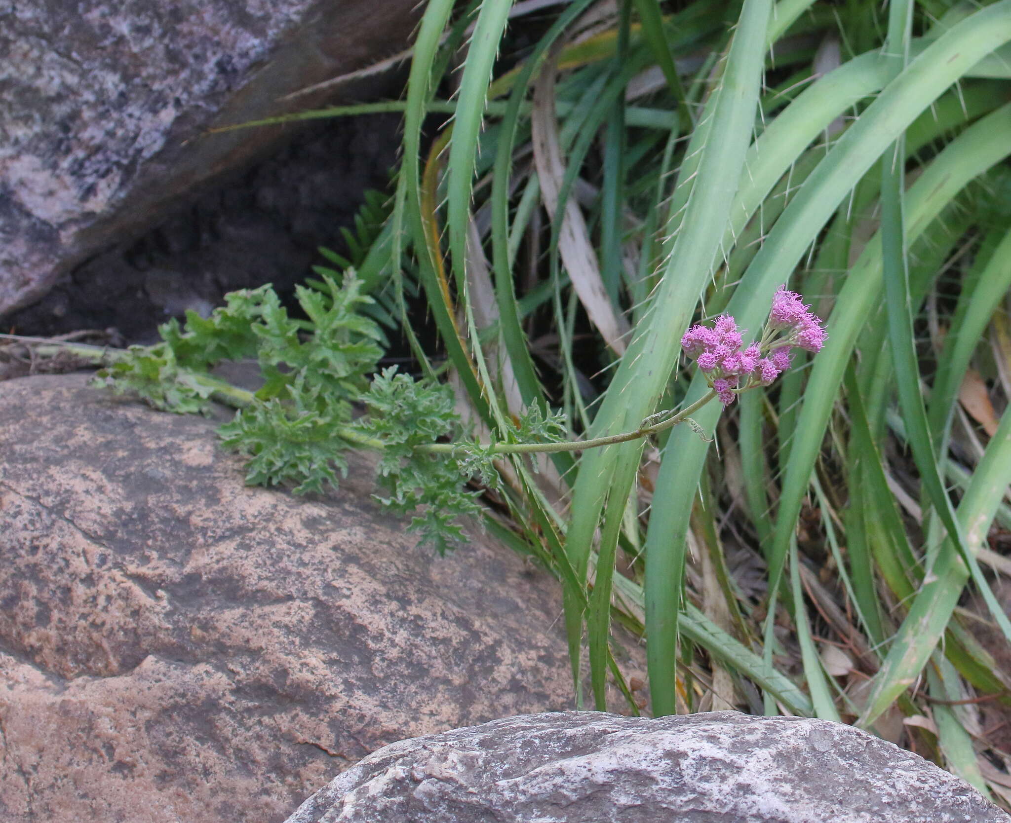 Gyptis tanacetifolia (Gillies ex Hook. & Arn.) D. J. N. Hind & Flann的圖片