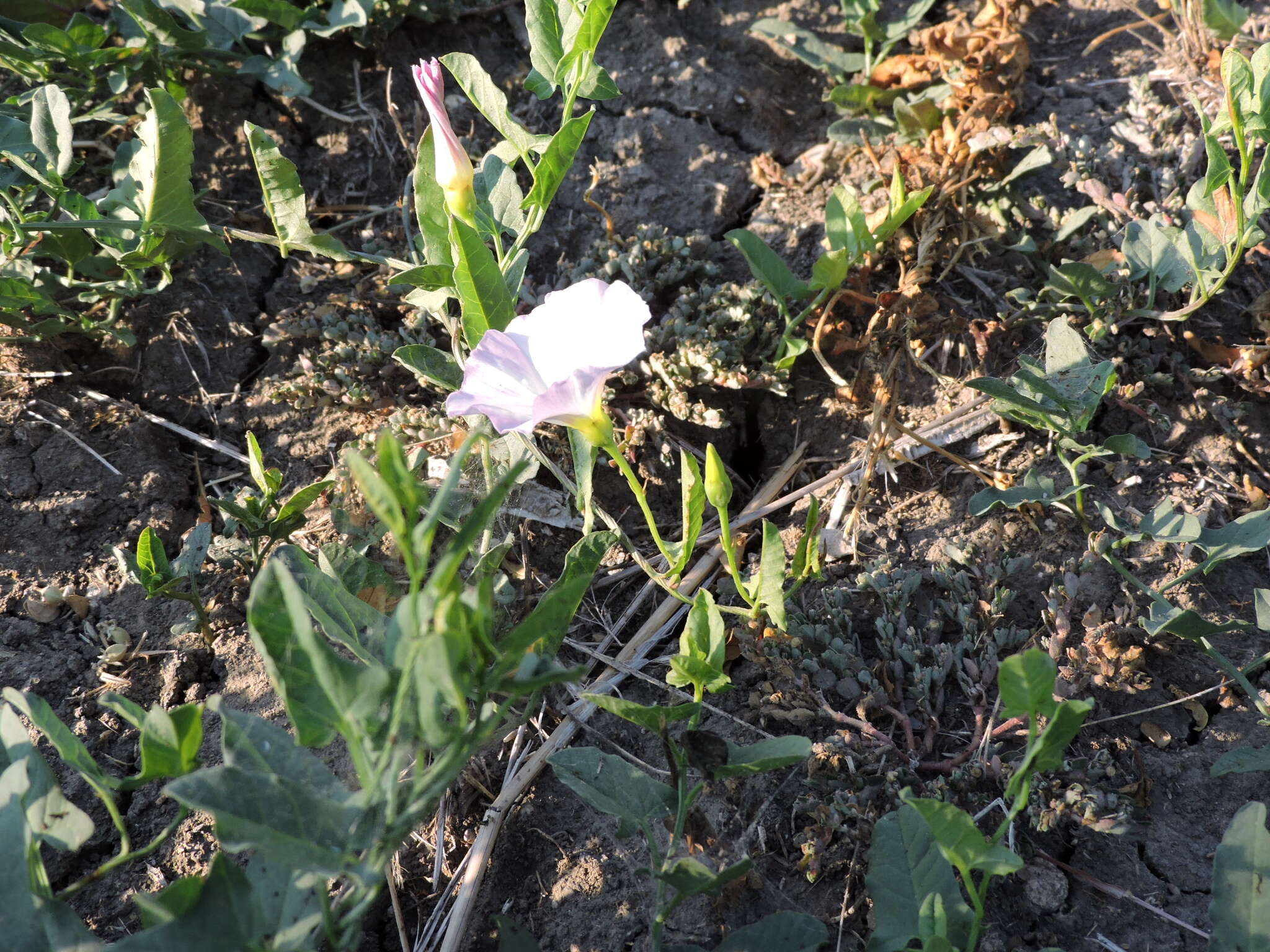 Imagem de Convolvulus arvensis L.