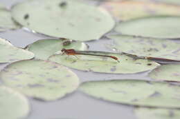 Image of Lilypad Forktail