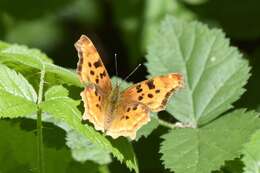 Image of Satyr Comma