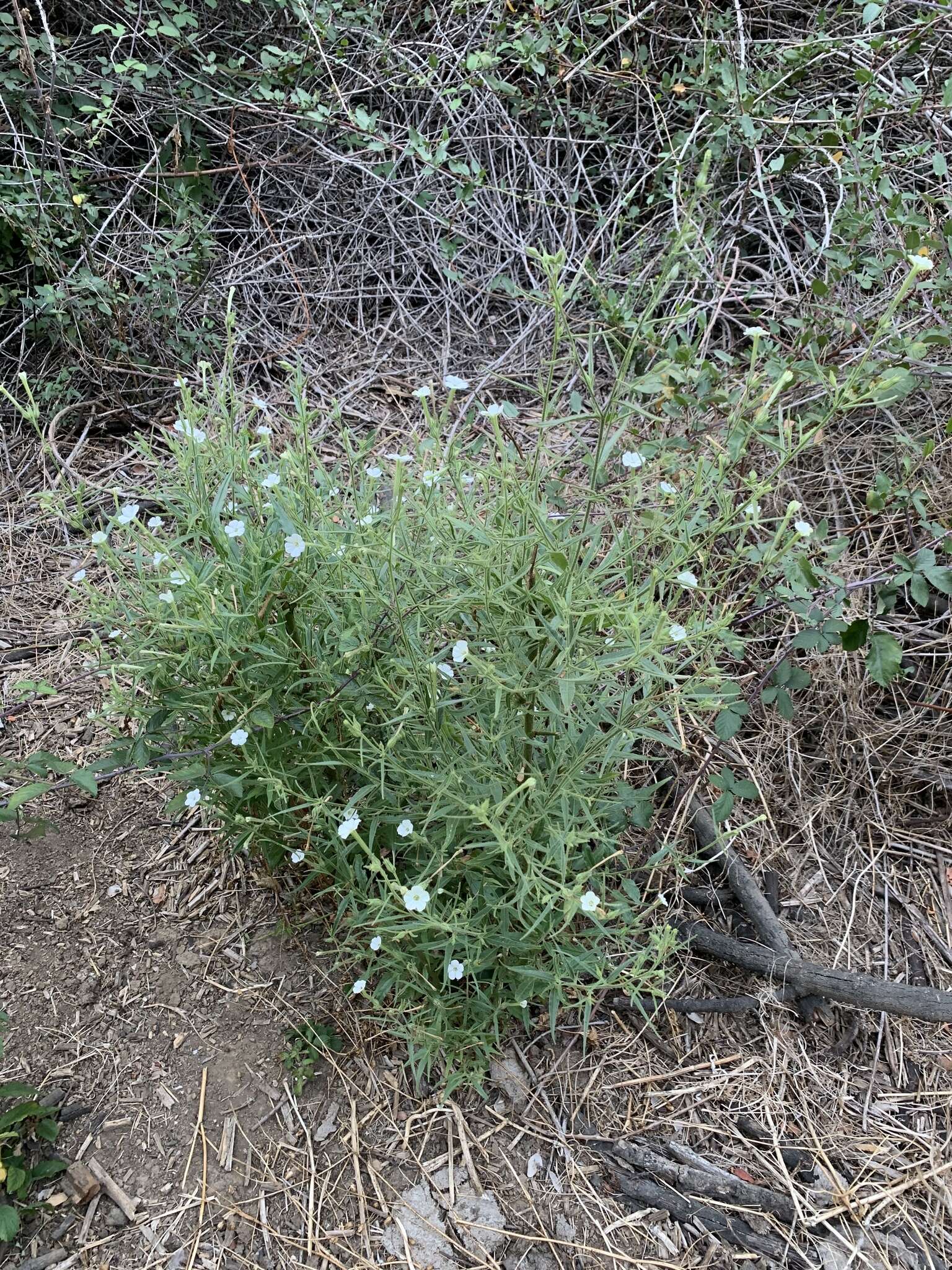 Image of manyflower tobacco