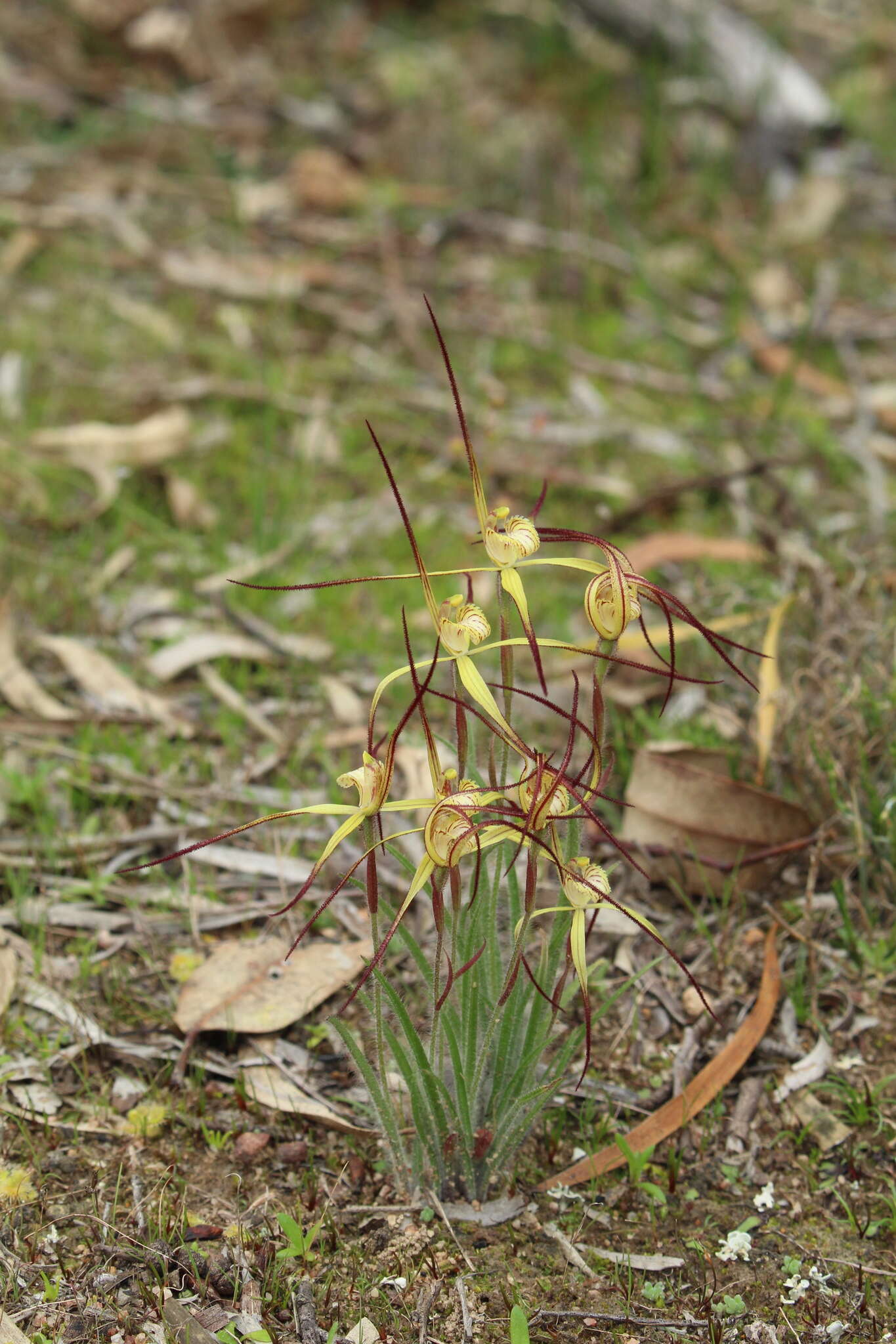 Image de Caladenia xantha Hopper & A. P. Br.