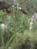 Image of Pointy Blombush
