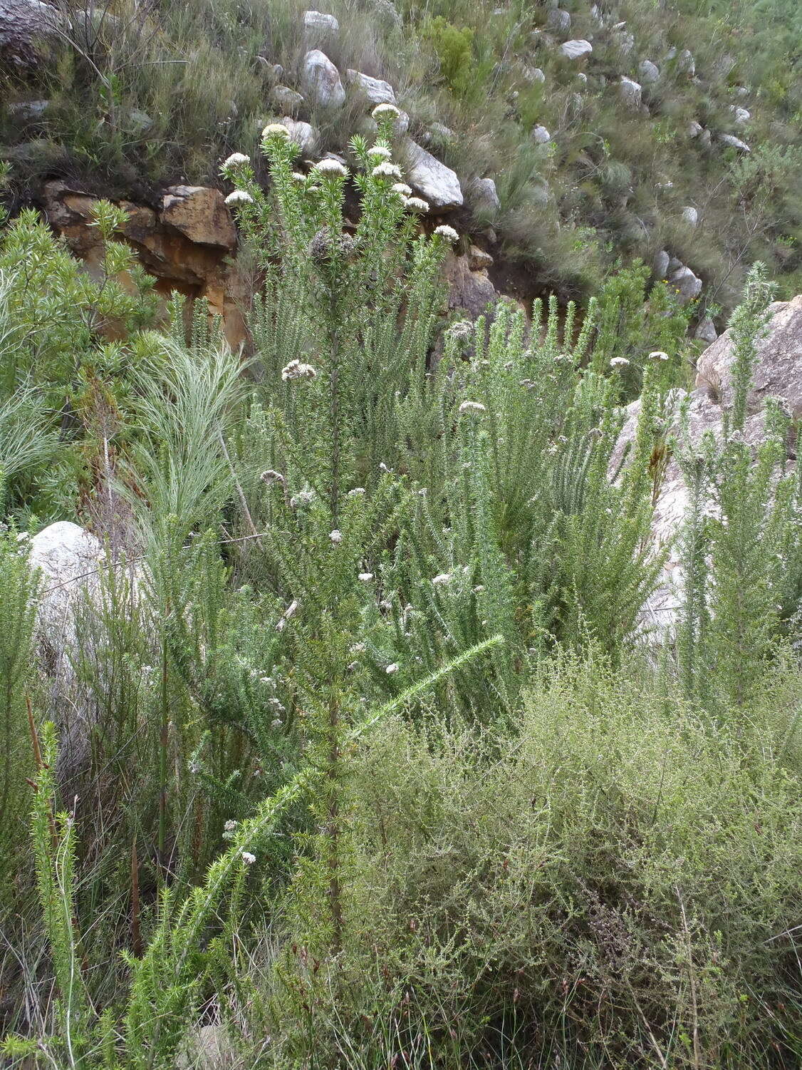 Image of Pointy Blombush