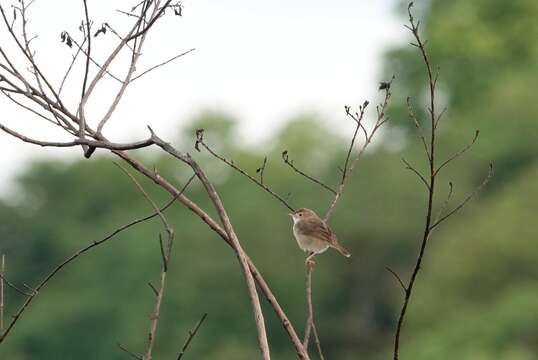 Image of Short-winged Cisticola