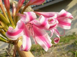 Imagem de Crinum stuhlmannii Baker