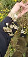 Image of Achillea collina J. Becker ex Rchb.