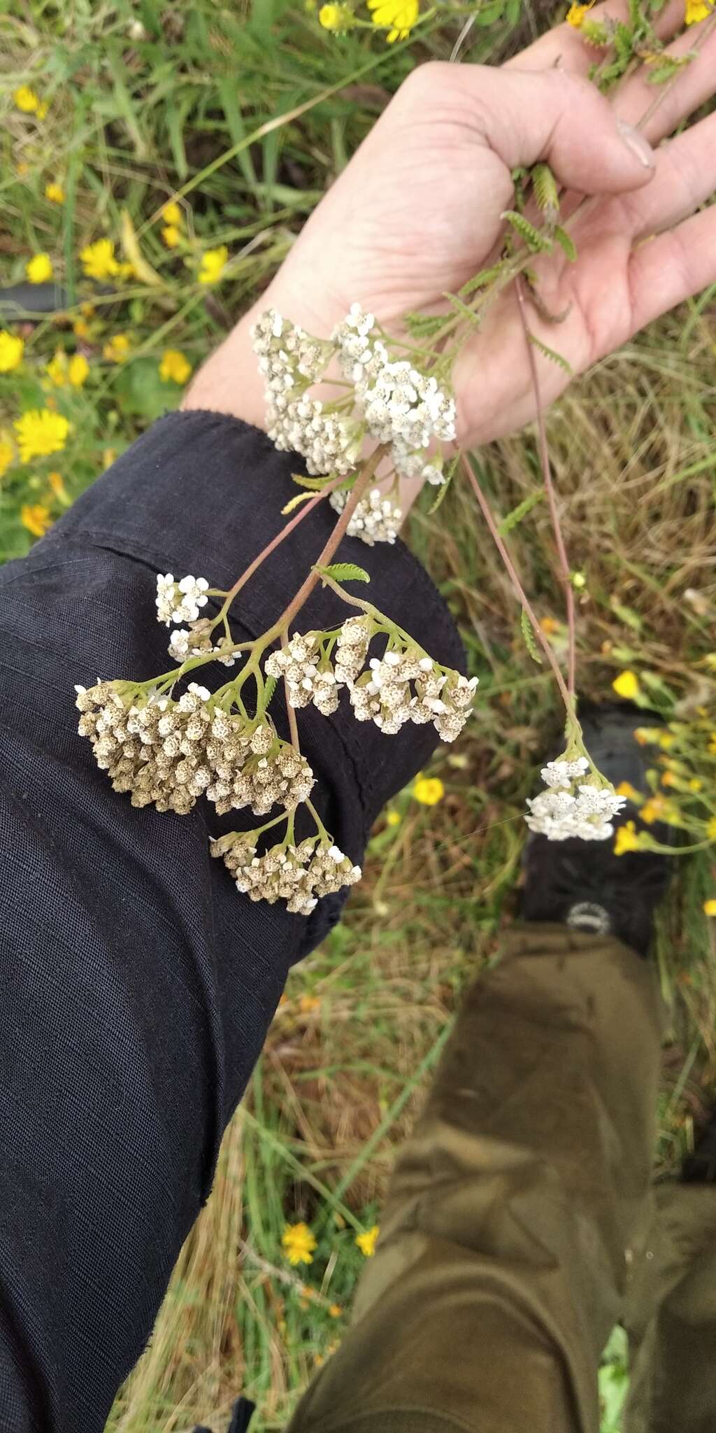 Image of Achillea collina J. Becker ex Rchb.