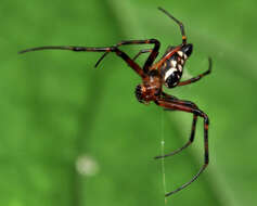 Image of Leucauge medjensis Lessert 1930