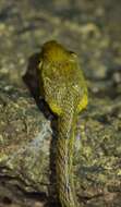 Image of Yellow-green Cat Snake