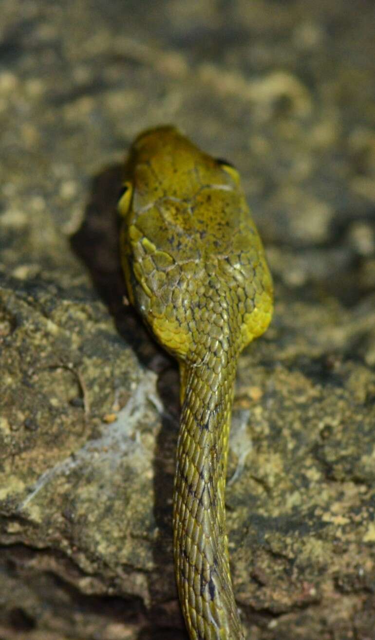 Image of Yellow-green Cat Snake