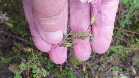 Image of Prostanthera chlorantha (F. Muell.) Benth.