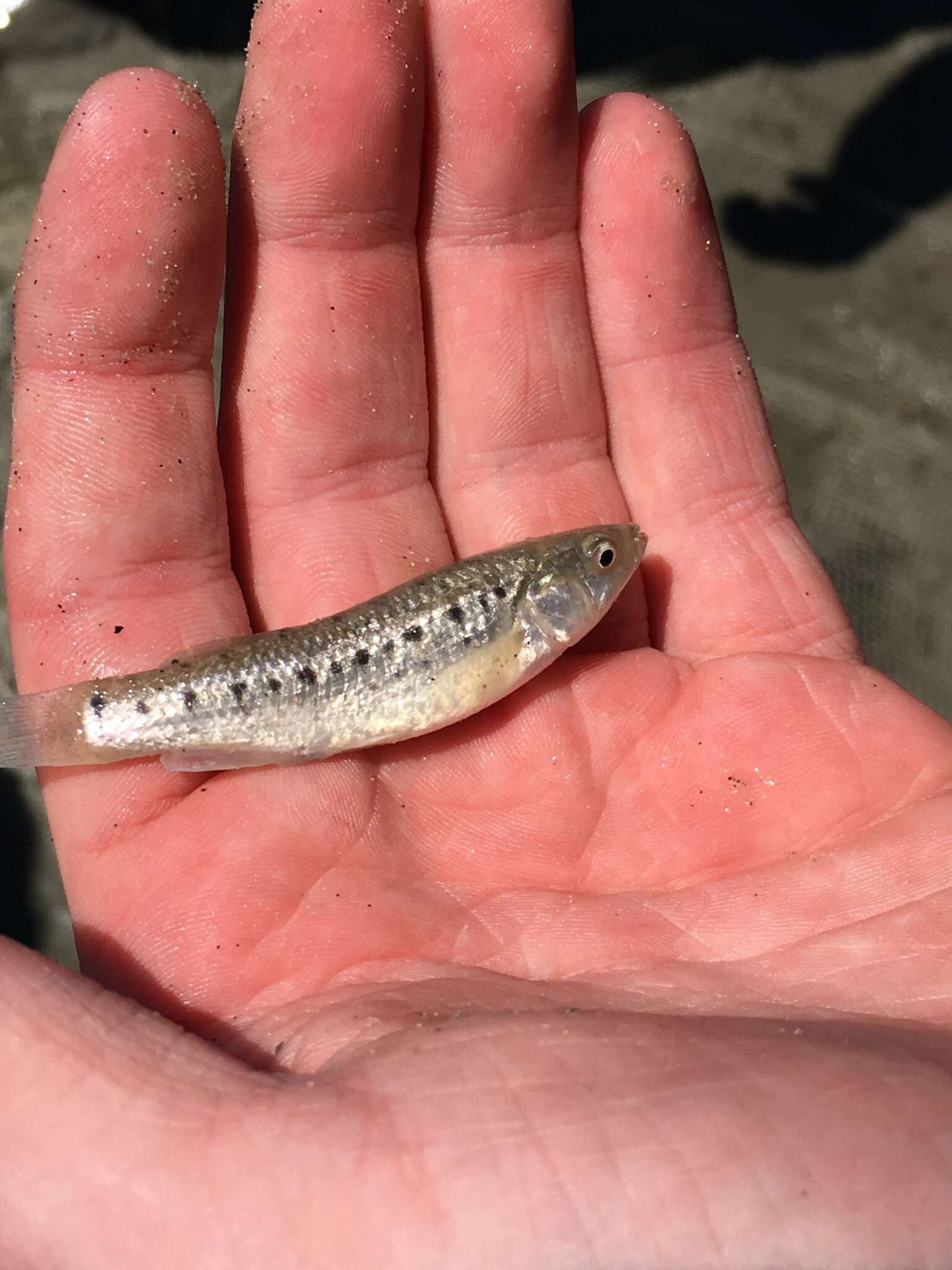 Image of Striped Killifish