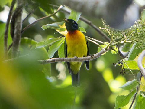 Image of Handsome Fruiteater