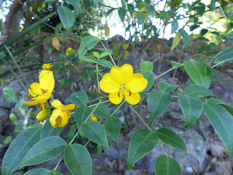 Plancia ëd Senna floribunda (Cav.) H. S. Irwin & Barneby