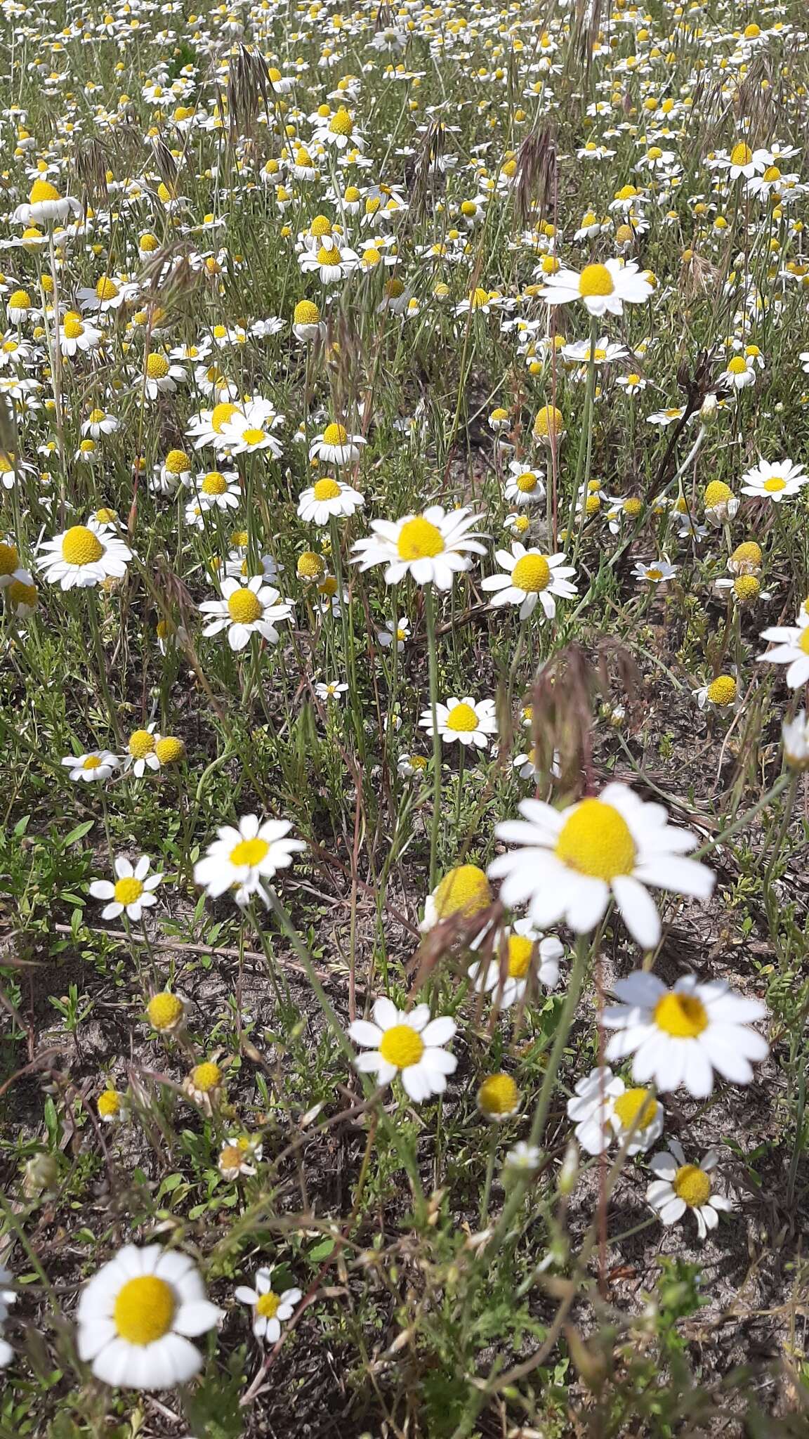 Anthemis ruthenica M. Bieb.的圖片