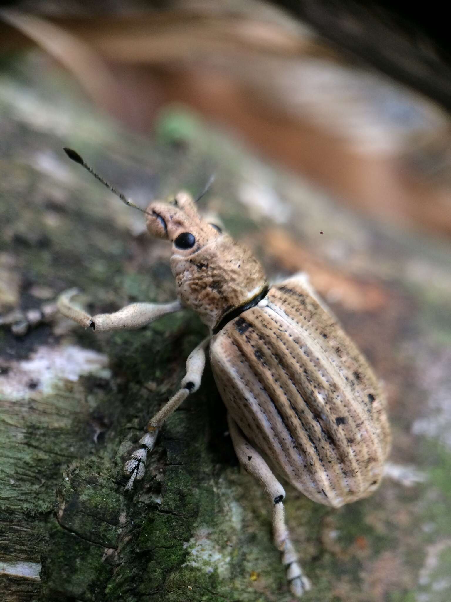 Image of Rhigus faldermanni Boheman 1840