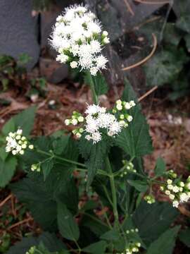 Plancia ëd Ageratina altissima (L.) R. King & H. Rob.