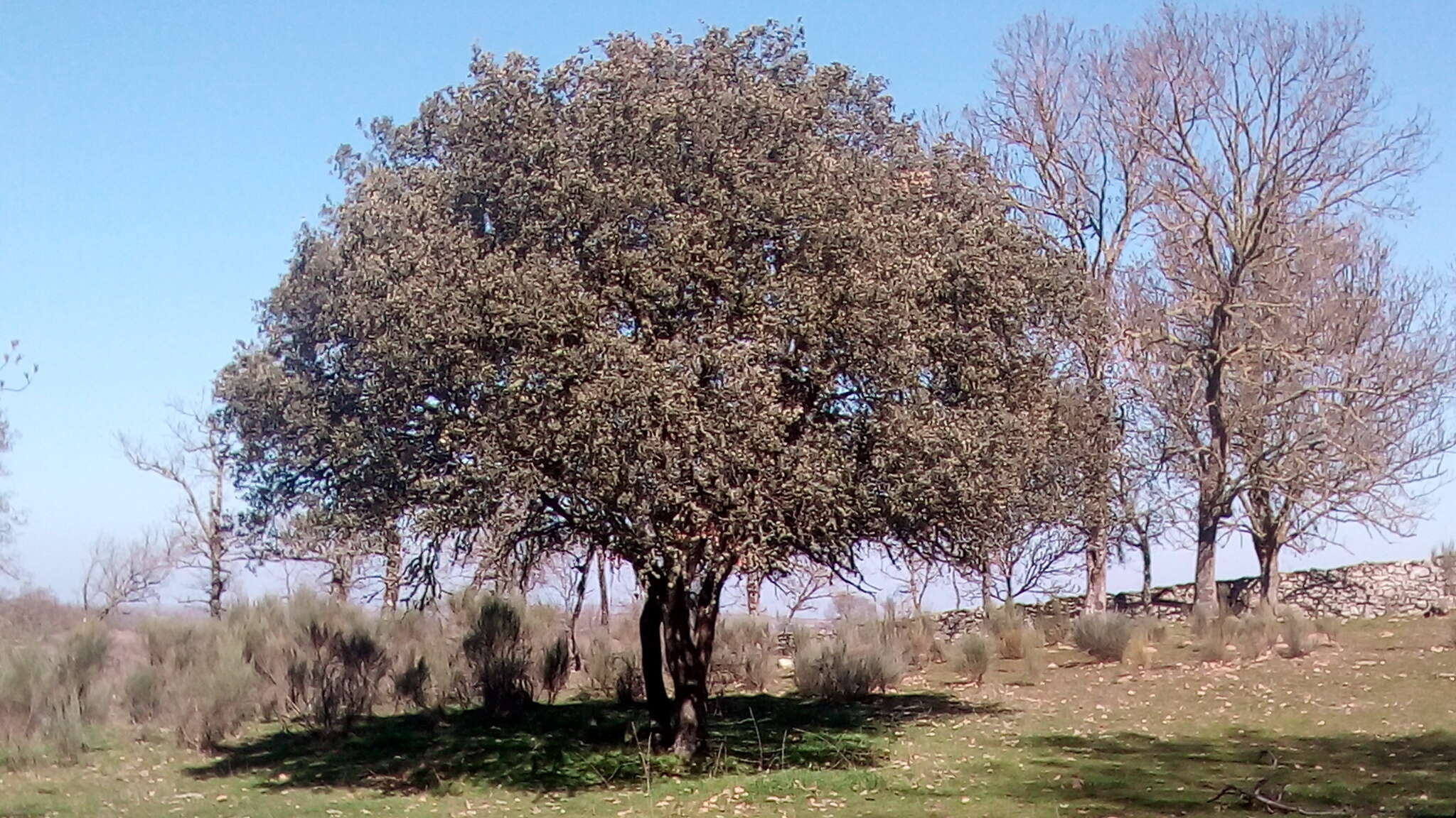 Image of Evergreen Oak