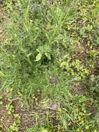 Image of Cirsium falconeri (Hook. fil.) Petr.