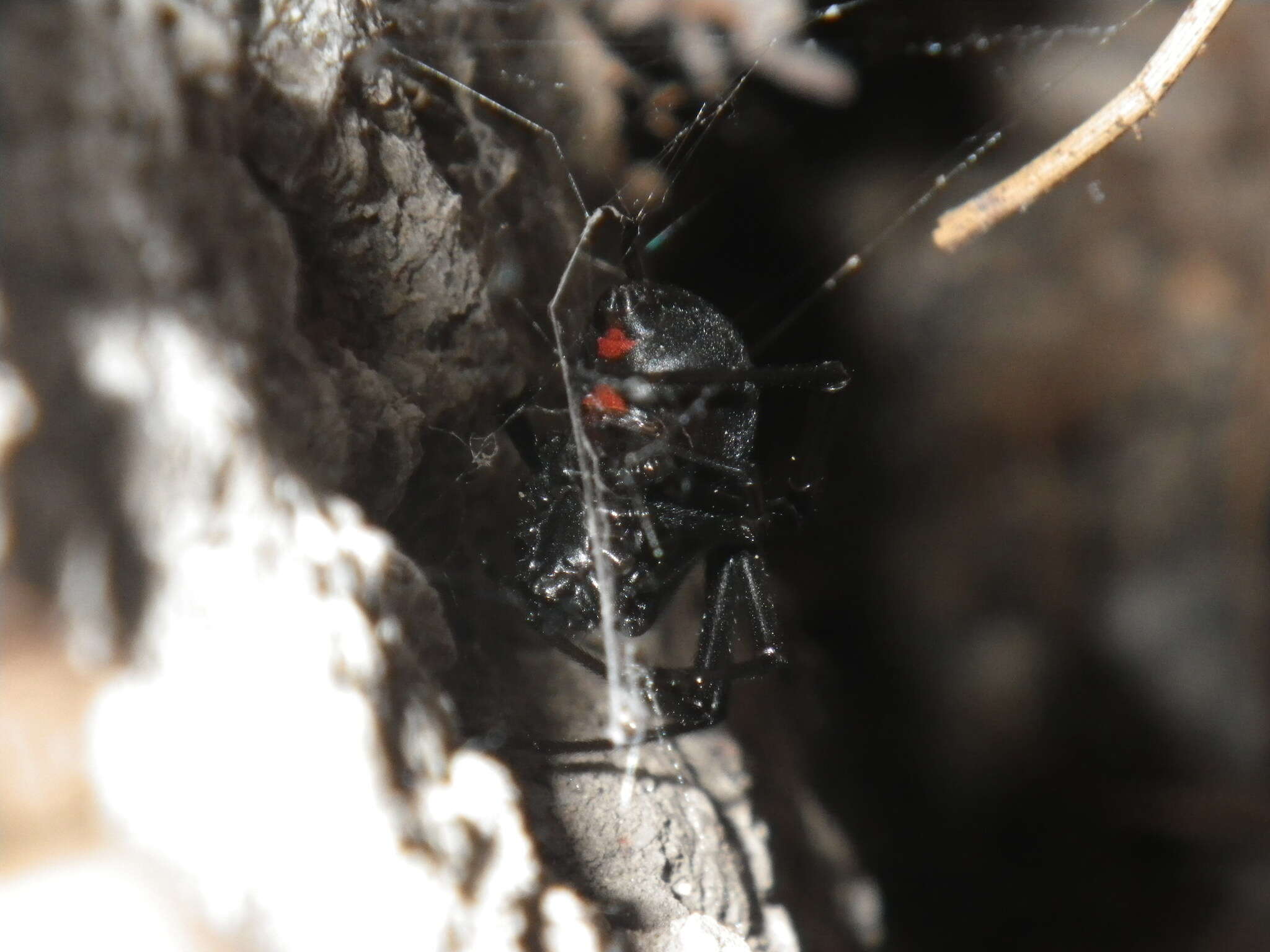 Image of Western Black Widow spider