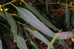 Image de Eucalyptus leucoxylon subsp. connata K. Rule