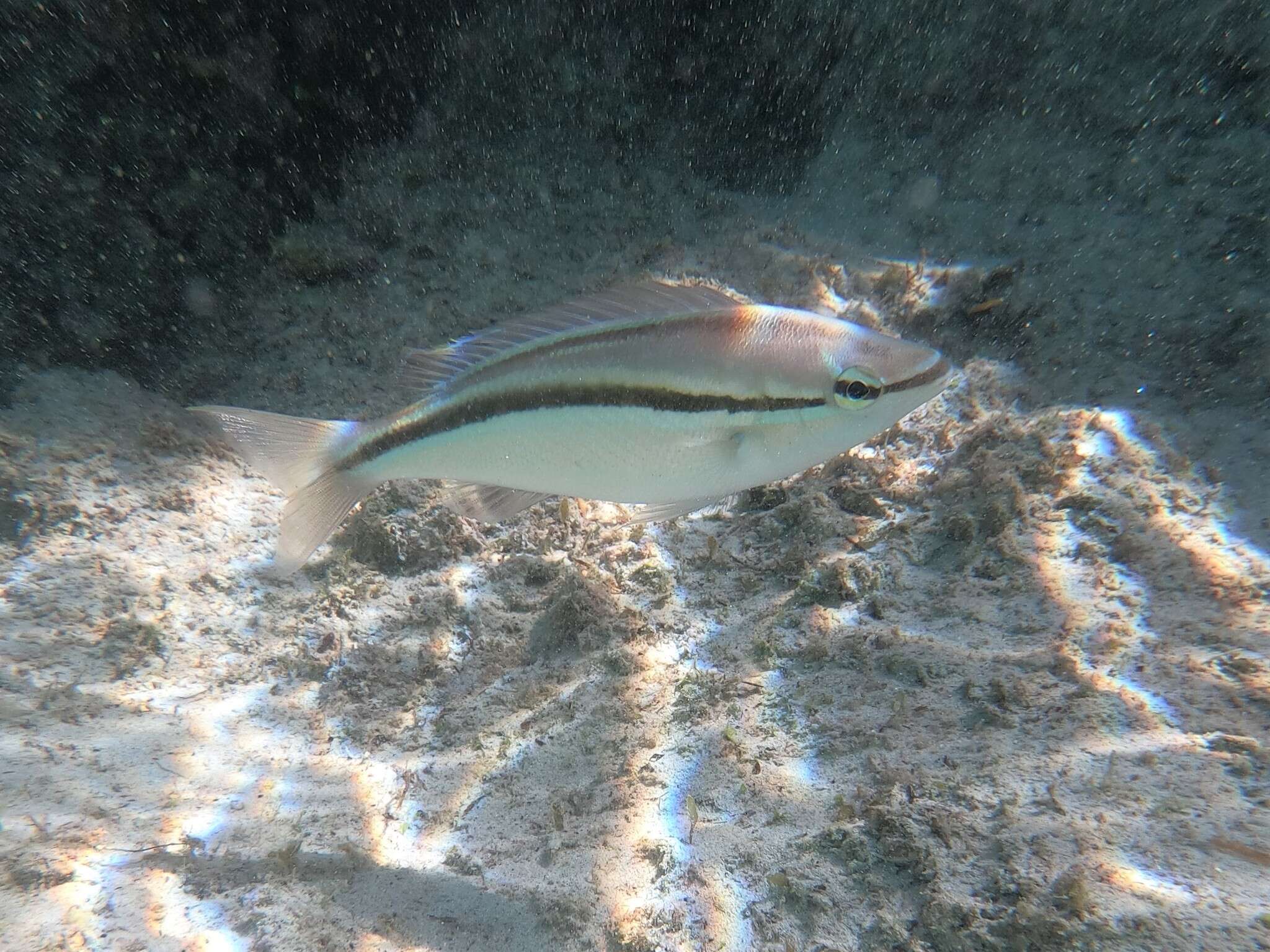 Image of Black stripe butterfish