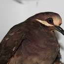 Image of Olive-backed Quail-Dove