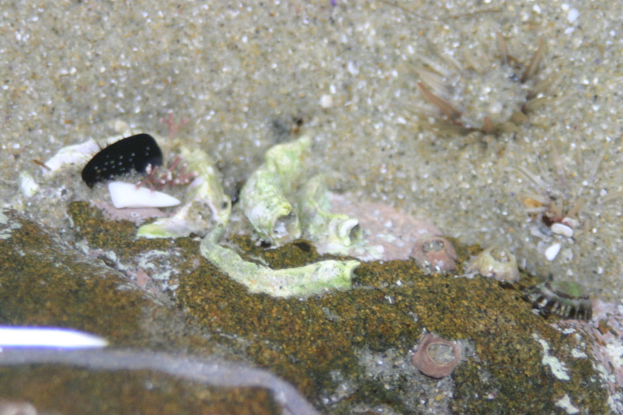 Image of Blue Tube Worm