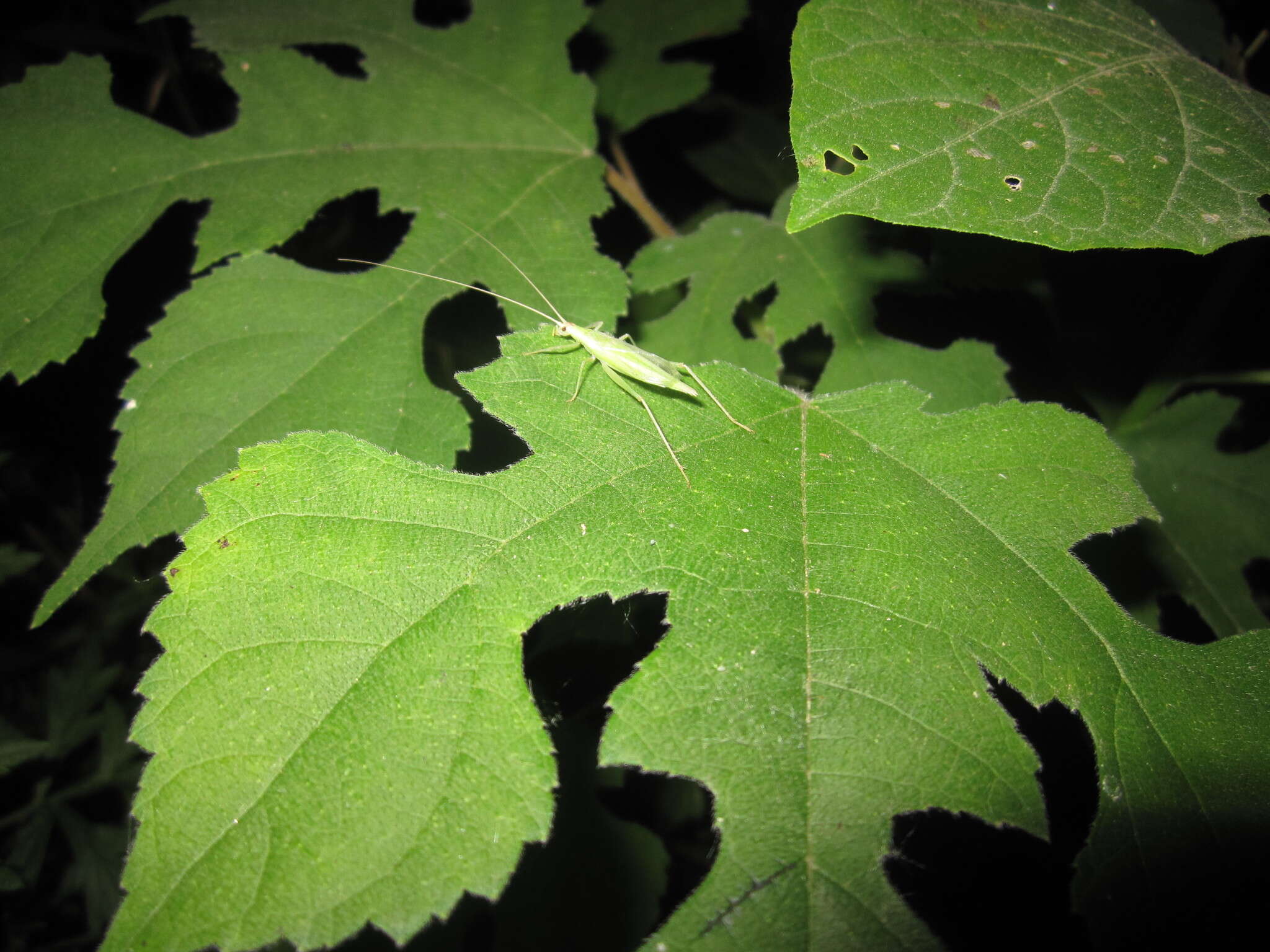 Image of Oecanthus euryelytra Ichikawa 2001