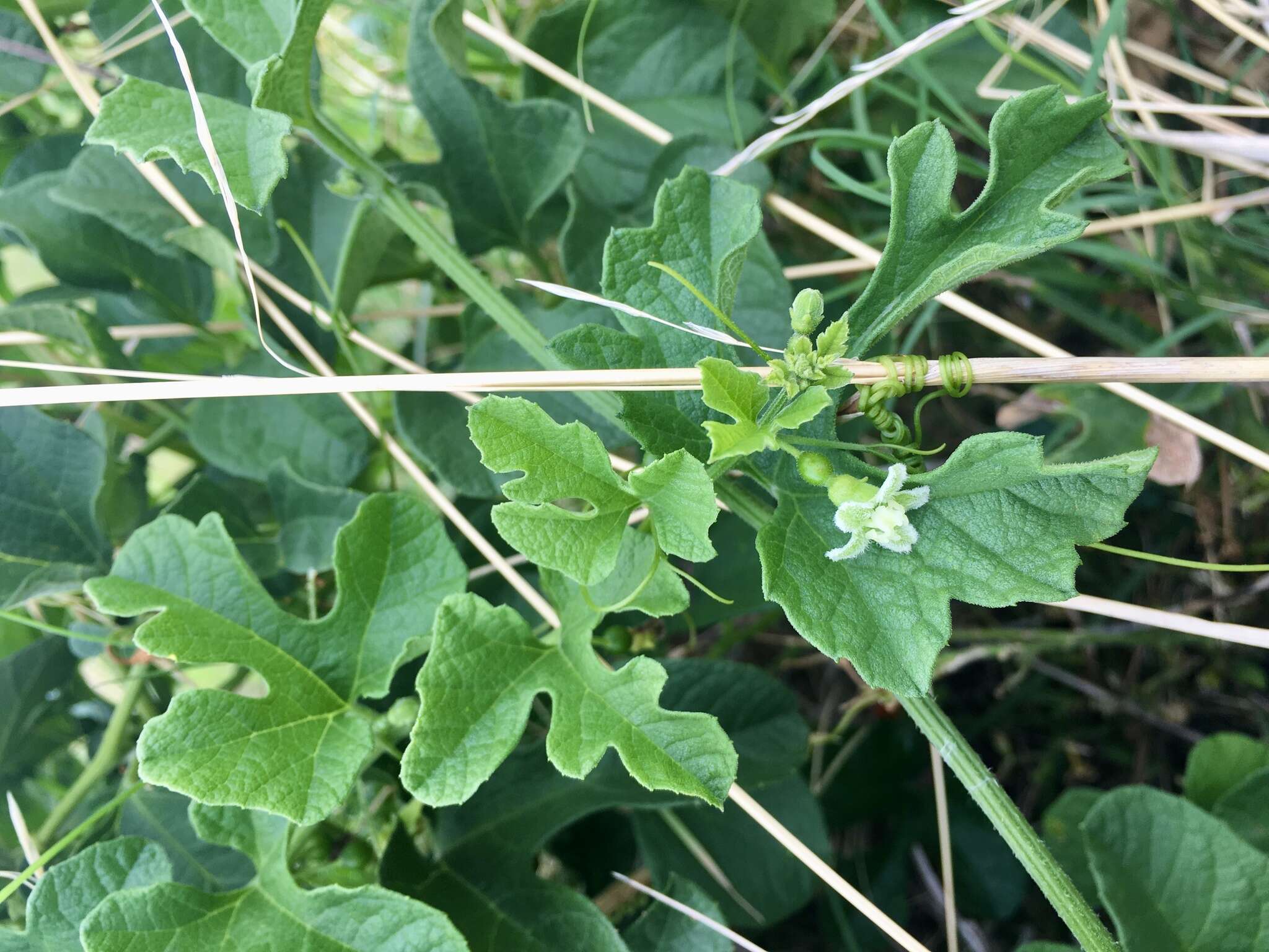 صورة Cayaponia bonariensis (Mill.) Mart. Crov.