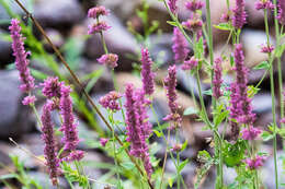 Image of Trans-Pecos giant hyssop