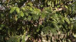 Image of Forest newtonia