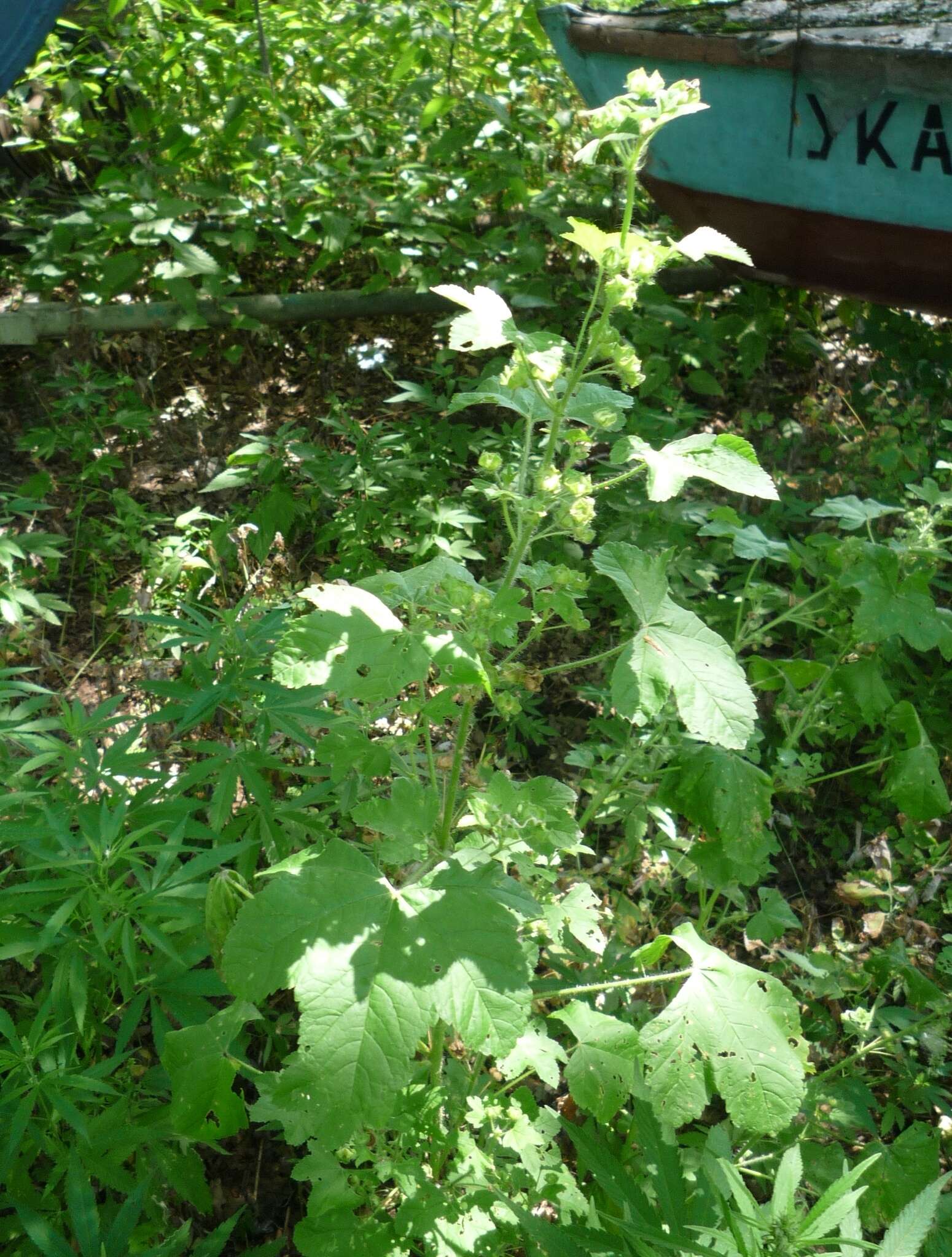 <i>Malva <i>sylvestris</i></i> subsp. sylvestris的圖片