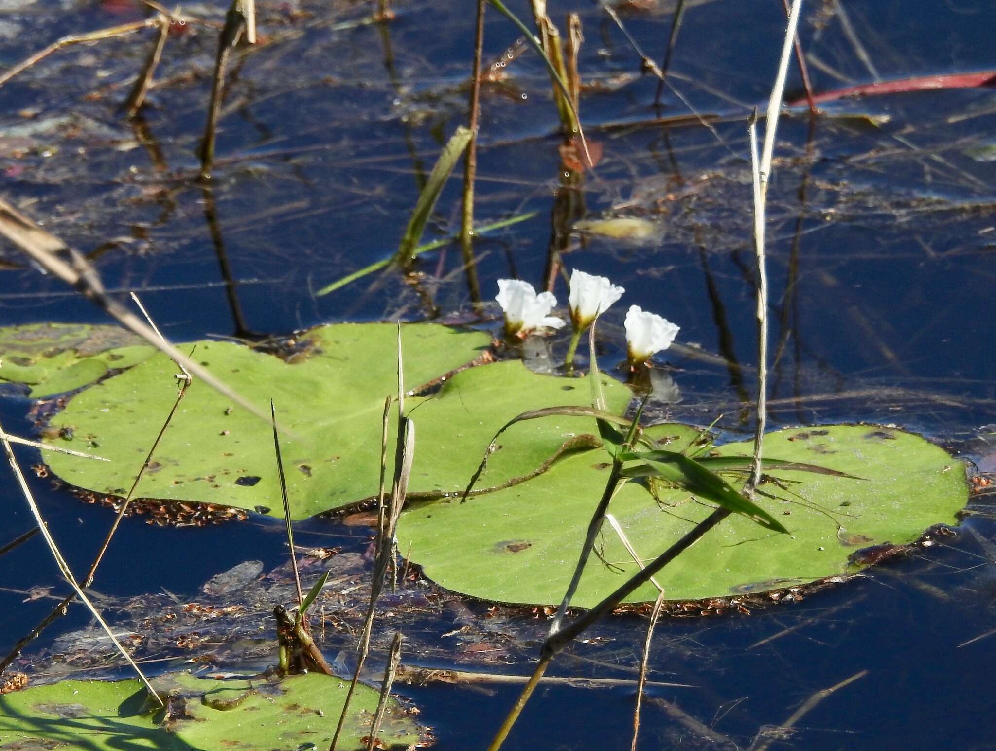 Слика од Nymphoides aquatica (J. F. Gmel.) Kuntze