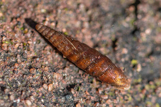 Image of two-toothed door snail