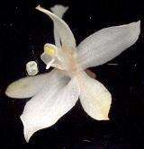 Aerangis mystacidii (Rchb. fil.) Schltr.的圖片