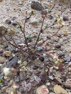 Image of chaparral ragwort