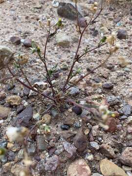 Image of chaparral ragwort