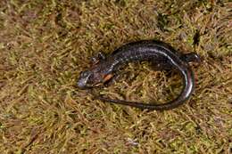 Image of Imitator Salamander