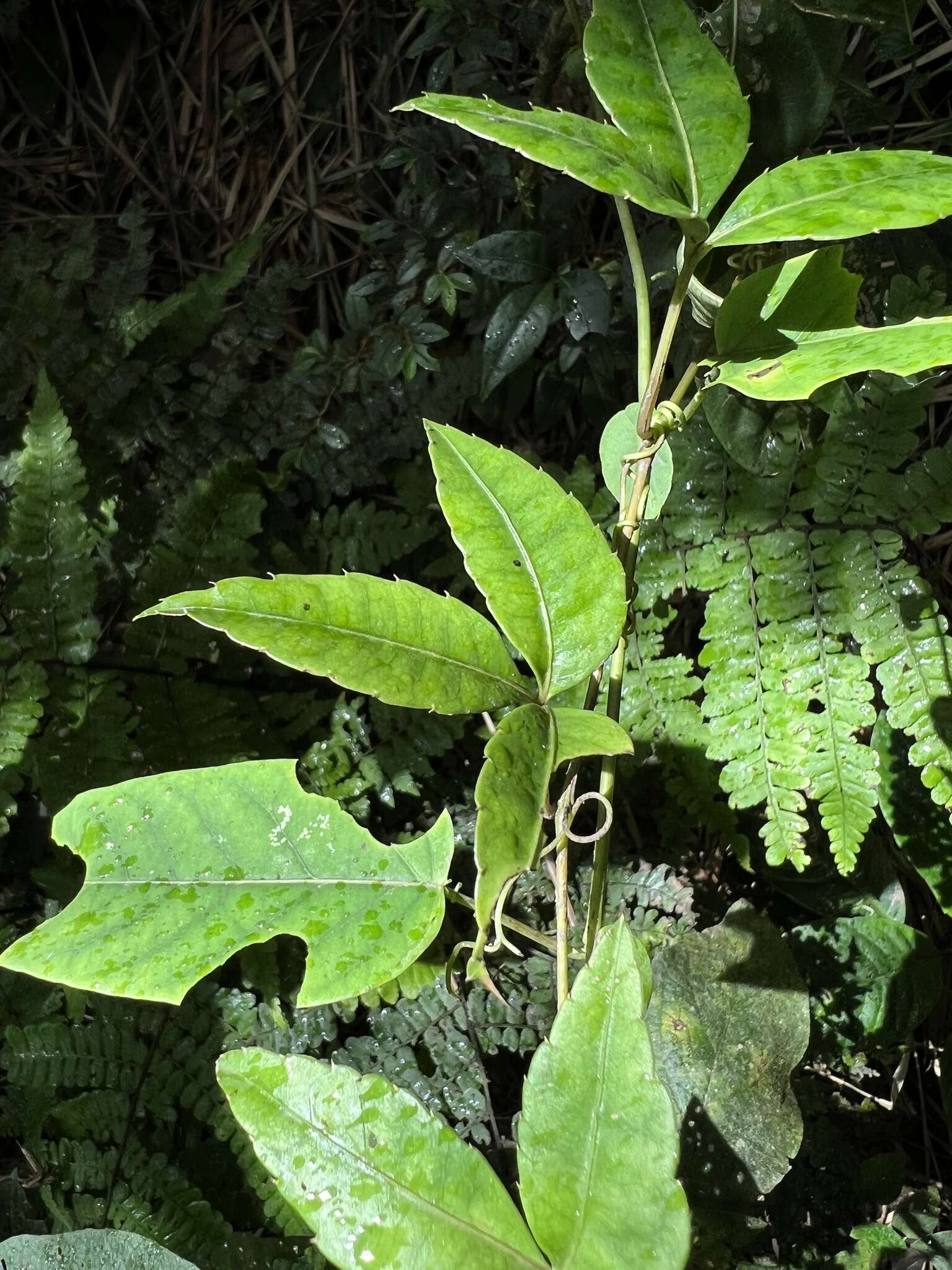 Image de Passiflora longipes A. Juss.