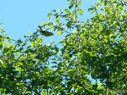 Image of Blue-winged Warbler